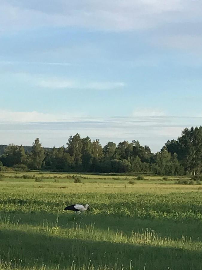 Dzika Plaza Wierzchucino Exteriör bild
